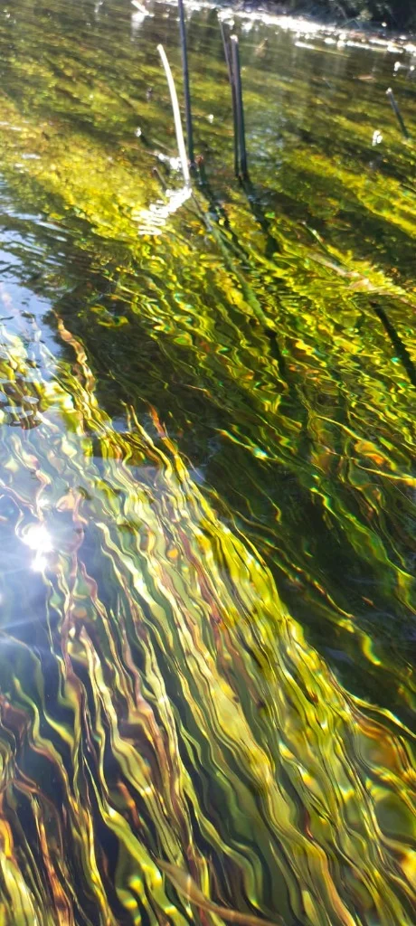 Flora i fauna rzeki Marycha